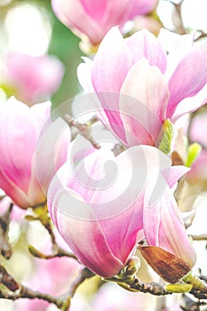 Beautiful rose magnolia blossom in spring