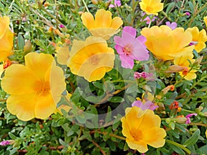 beautiful Rose Moss blooming in the garden