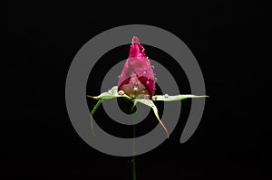 Beautiful rose opening on black with water