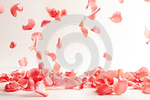 Beautiful rose petals falling photo