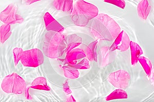 Beautiful rose petals macro with drop floating on surface of the water close up