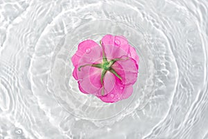 Beautiful rose petals macro with drop floating on surface of the water close up