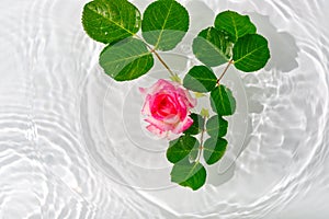 Beautiful rose petals macro with drop floating on surface of the water close up