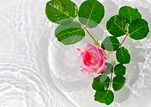 Beautiful rose petals macro with drop floating on surface of the water close up