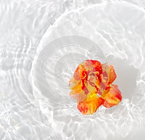 Beautiful rose petals macro with drop floating on surface of the water close up