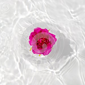 Beautiful rose petals macro with drop floating on surface of the water close up