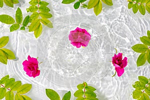 Beautiful rose petals macro with drop floating on surface of the water close up