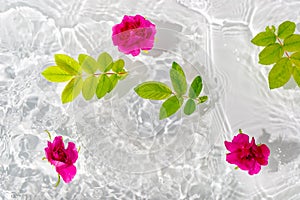 Beautiful rose petals macro with drop floating on surface of the water close up