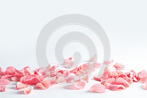 Beautiful rose petals scattered photo
