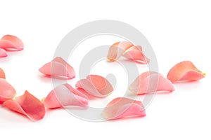 Beautiful rose petals on white background