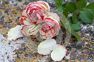 Beautiful rose pierre de ronsard wither on the ground