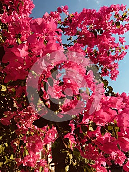 Beautiful rose and pink flowers over the hills of Ephesus - House of Mary - The Virgin Mary