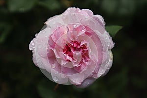 Beautiful rose, pink rose, rose with raindrops, leaves with drops