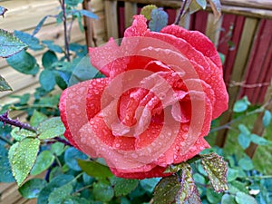 Beautiful rose after a rain shower