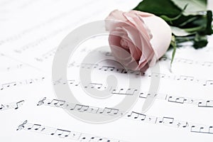 Beautiful rose on sheet with music notes, closeup. Space for text