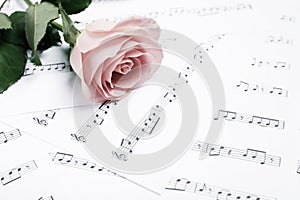 Beautiful rose on sheet with music notes, closeup. Space for text