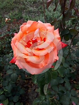 Beautiful rose in Sofiyivka Park