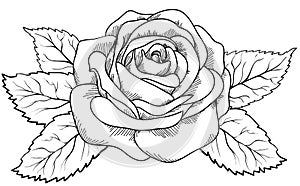 Beautiful rose in the style of black and white engraving.