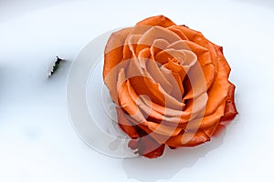 Breathtaking rose on a white background