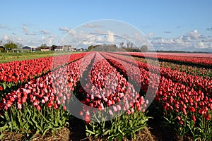 Beautiful rose tulips in netherlands