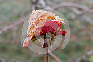 Beautiful rose under first frost attack in autumnal garden