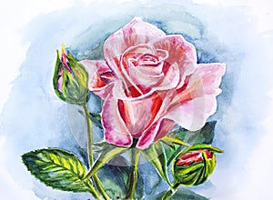 Beautiful rose, watercolor painting