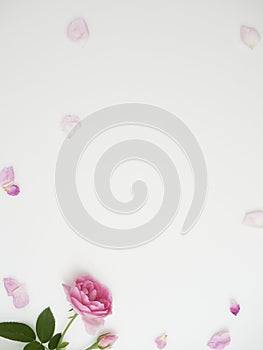 Beautiful rose on white background