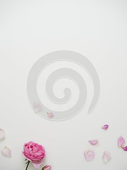 Beautiful rose on white background