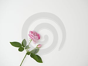 Beautiful rose on white background