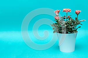 Beautiful rose in white pot with snow on a cian background