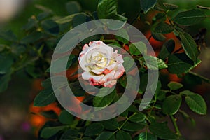 Beautiful rose with white and red petals flower and buds