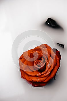 A beautiful rose for you and your loved ones