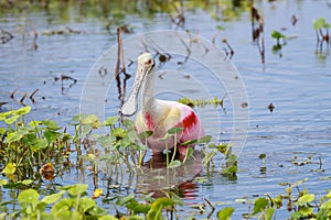 Beautiful Roseate spoonbill bird in Orlando wetlands hunting for fish photo