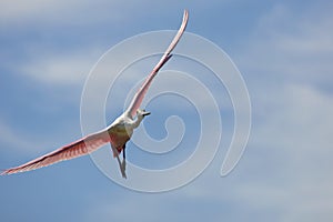 Beautiful roseate spoonbill flying over a swamp in Florida