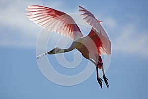 Beautiful roseate spoonbill flying over a swamp in Florida