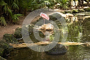 Beautiful roseate spoonbill is a pelecaniform bird of the family Threskiornithidae, which inhabits the tropical lakes of America