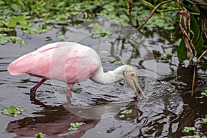 A beautiful Roseate Spoonbill searches for food