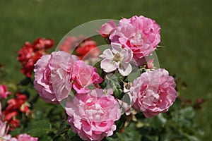 Beautiful rosebush with dark pink roses