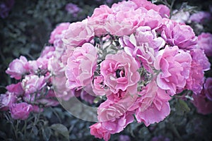 Beautiful rosebush with many pink roses in dreamy style