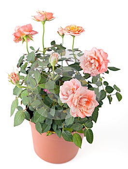 Beautiful rosebush in a pot photo