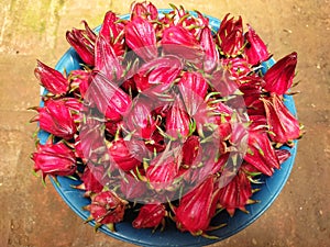 beautiful rosella flower