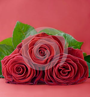 Beautiful roses