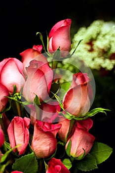 Beautiful roses photo
