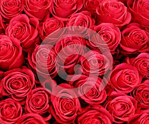 Beautiful roses as background. Floral decor
