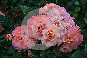 Beautiful roses Augusta Luise