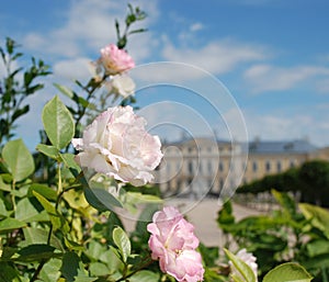 Schön rosen a schön barock a rokoko 