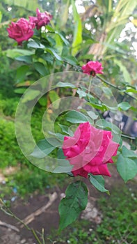 Beautiful roses bloom fragrantly in the morning