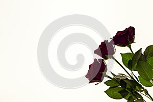 Beautiful roses in the bouquet, background for wedding cards, greeting card for birthday.