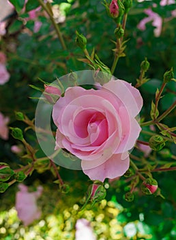 Beautiful roses on the bushes in the garden