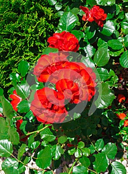 Beautiful roses on the bushes in the garden